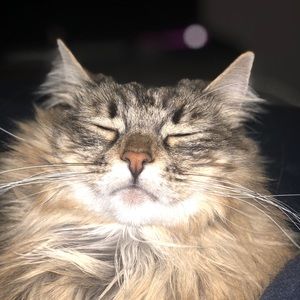 Meet your Posher, Joyce